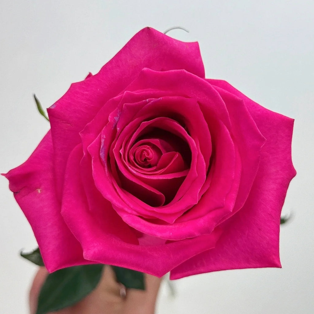 Topaz Rose