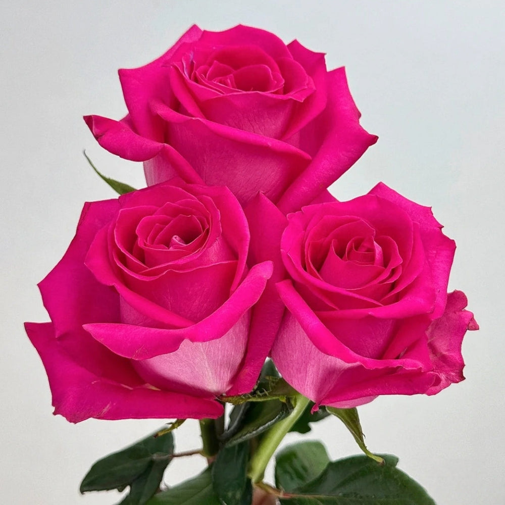 Topaz Rose
