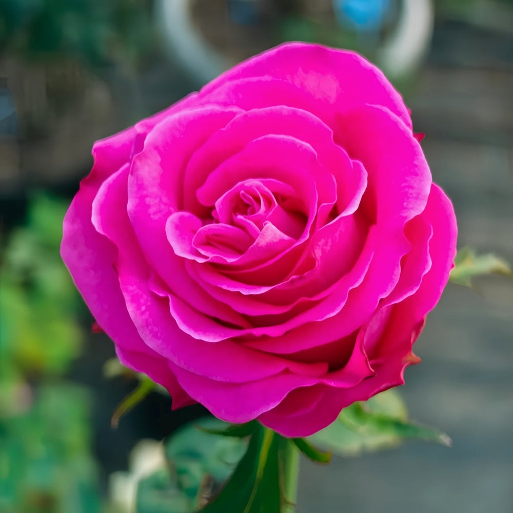 Topaz Rose