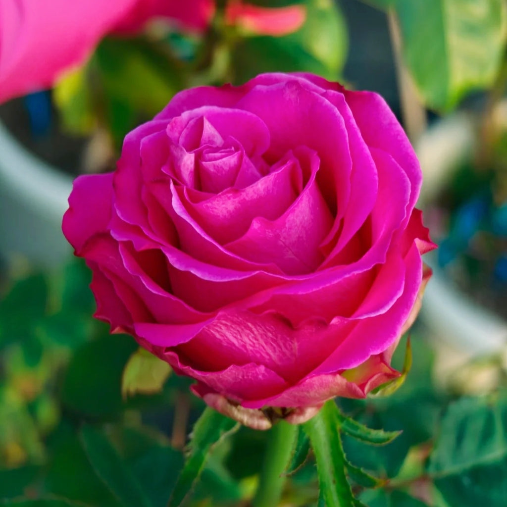 Topaz Rose