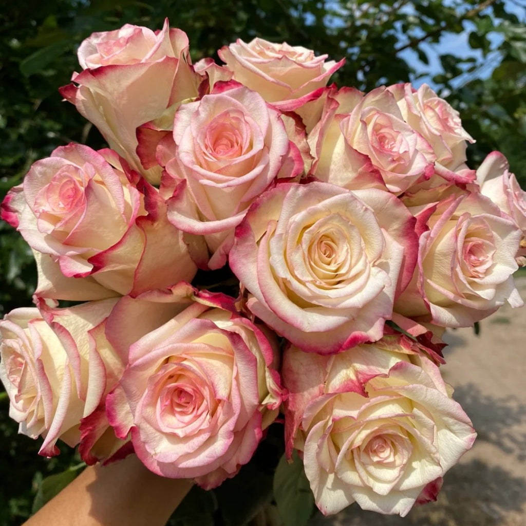 Tormenta Rose