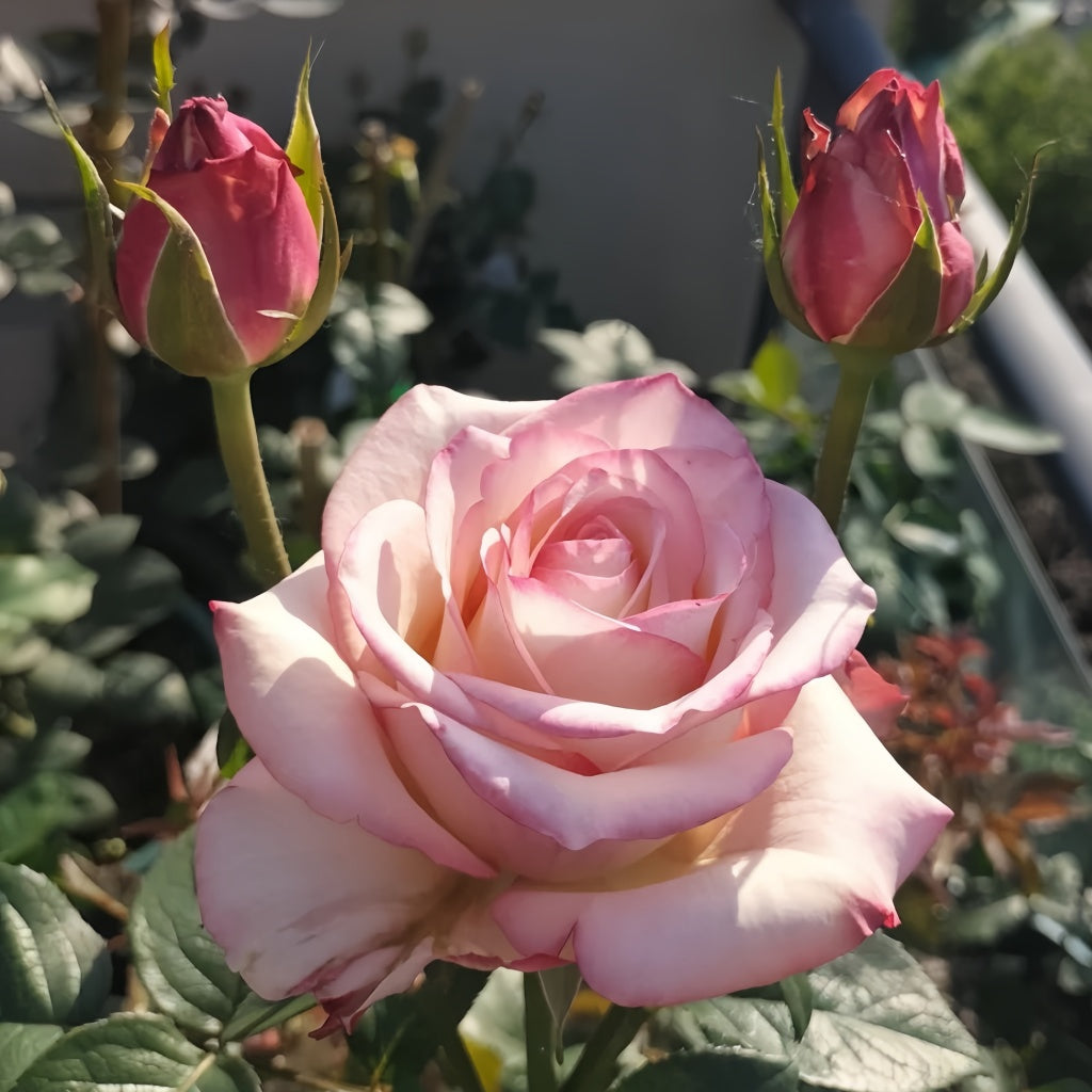 Tormenta Rose