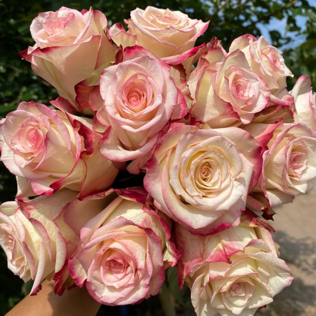 Tormenta Rose