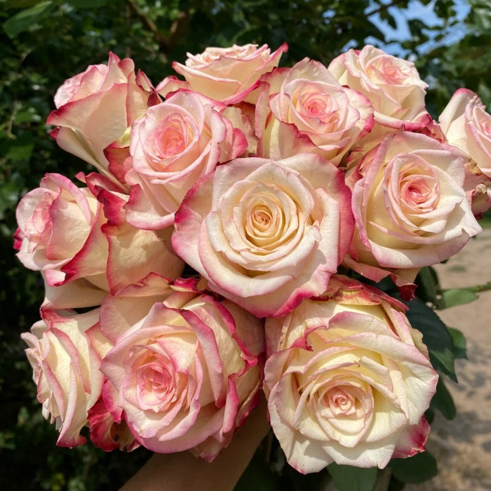Tormenta Rose