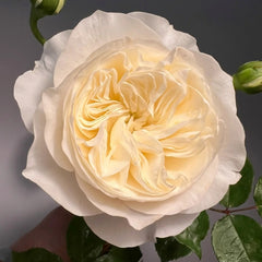 Trafalgar! Rose