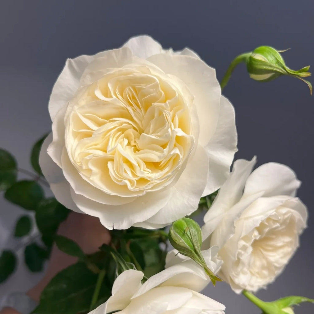 Trafalgar! Rose