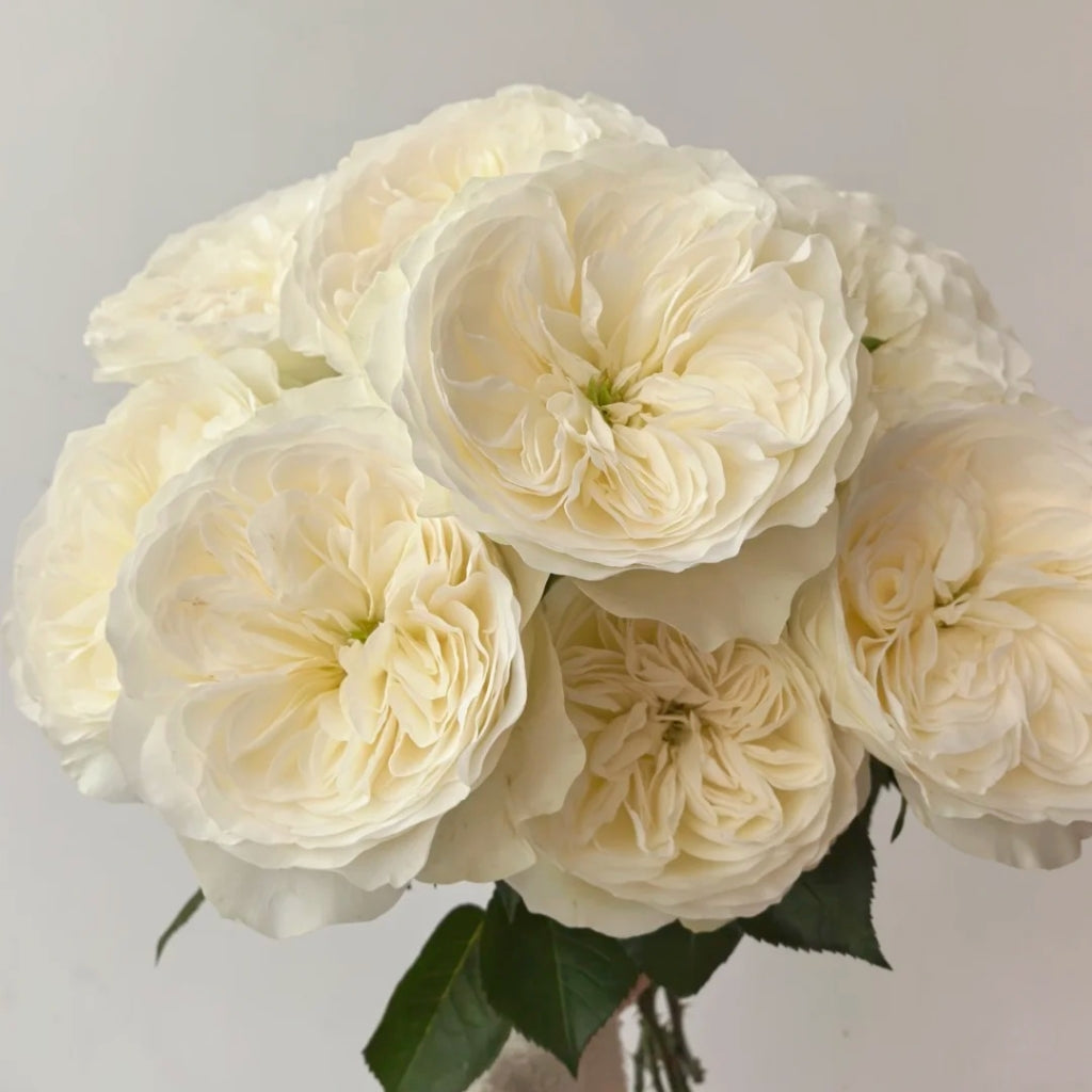 Trafalgar! Rose