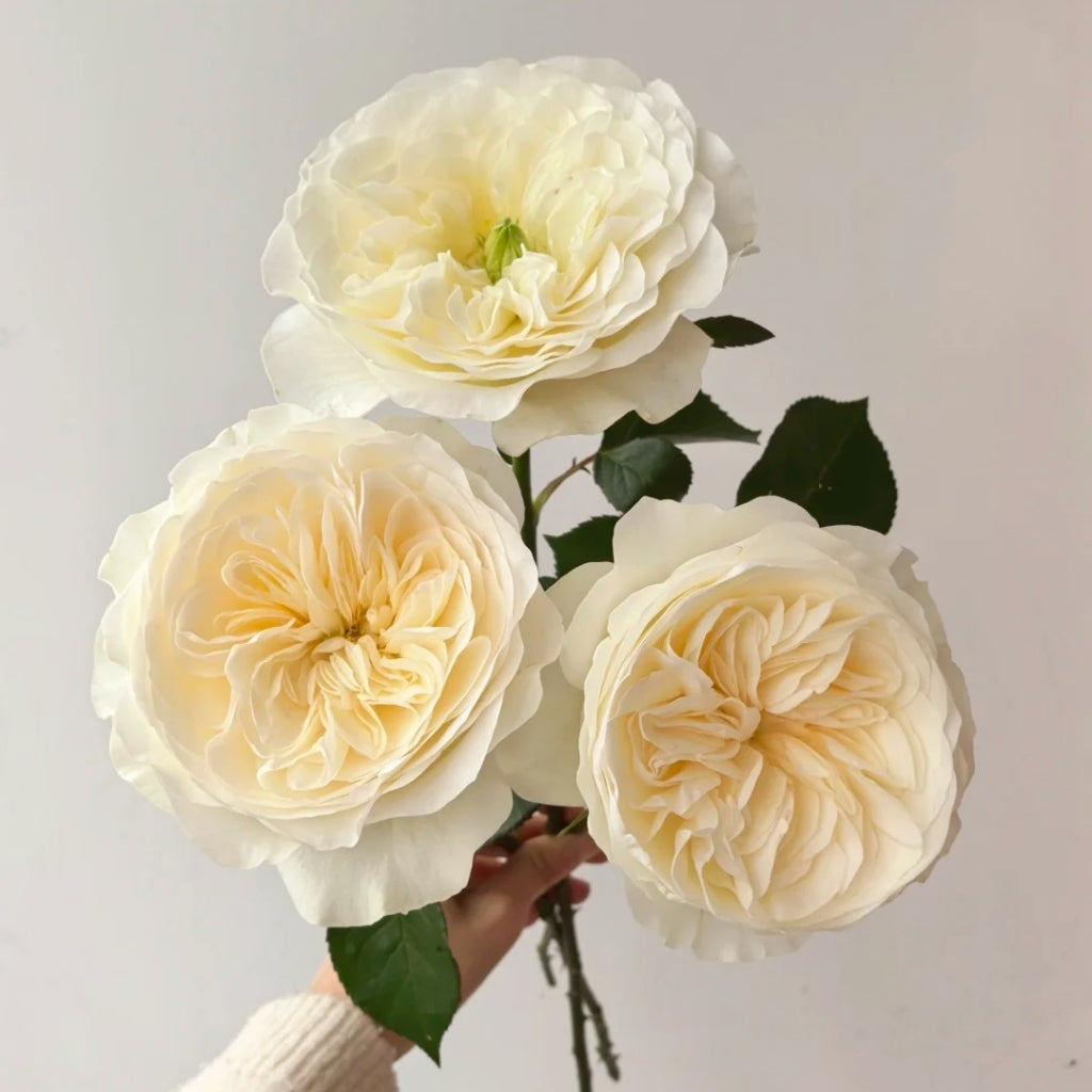 Trafalgar! Rose