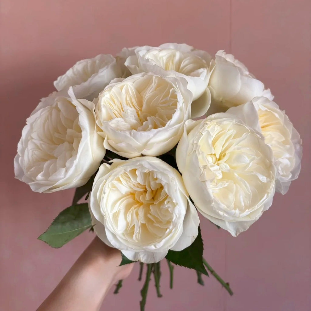 Trafalgar! Rose