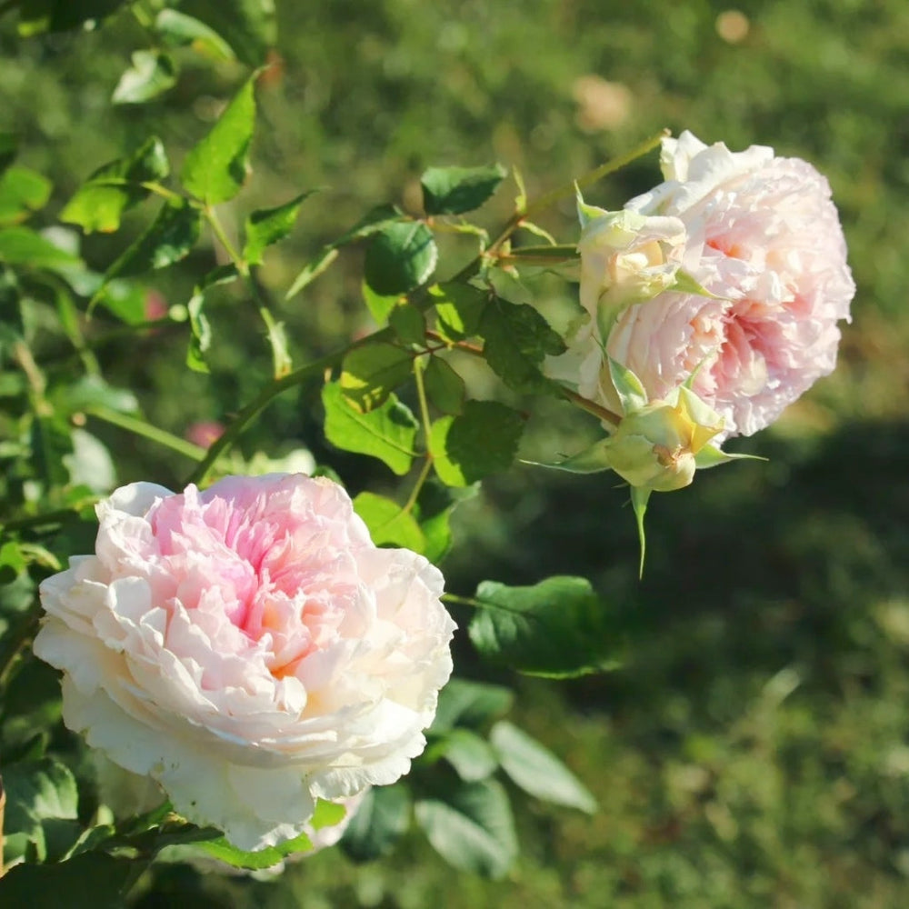 Traumerei Rose