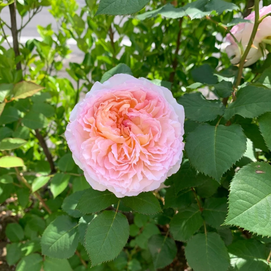 Traumerei Rose