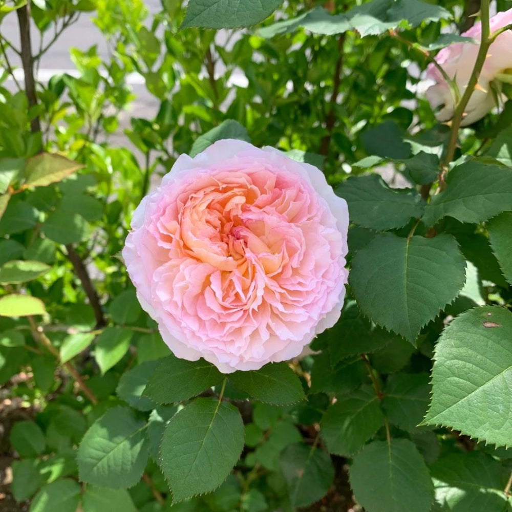 Traumerei Rose