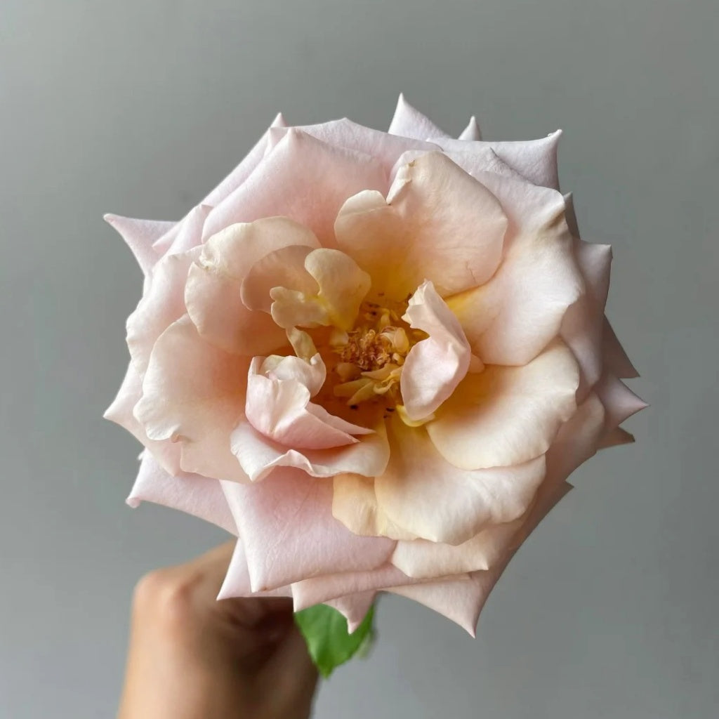 Tresor Rose