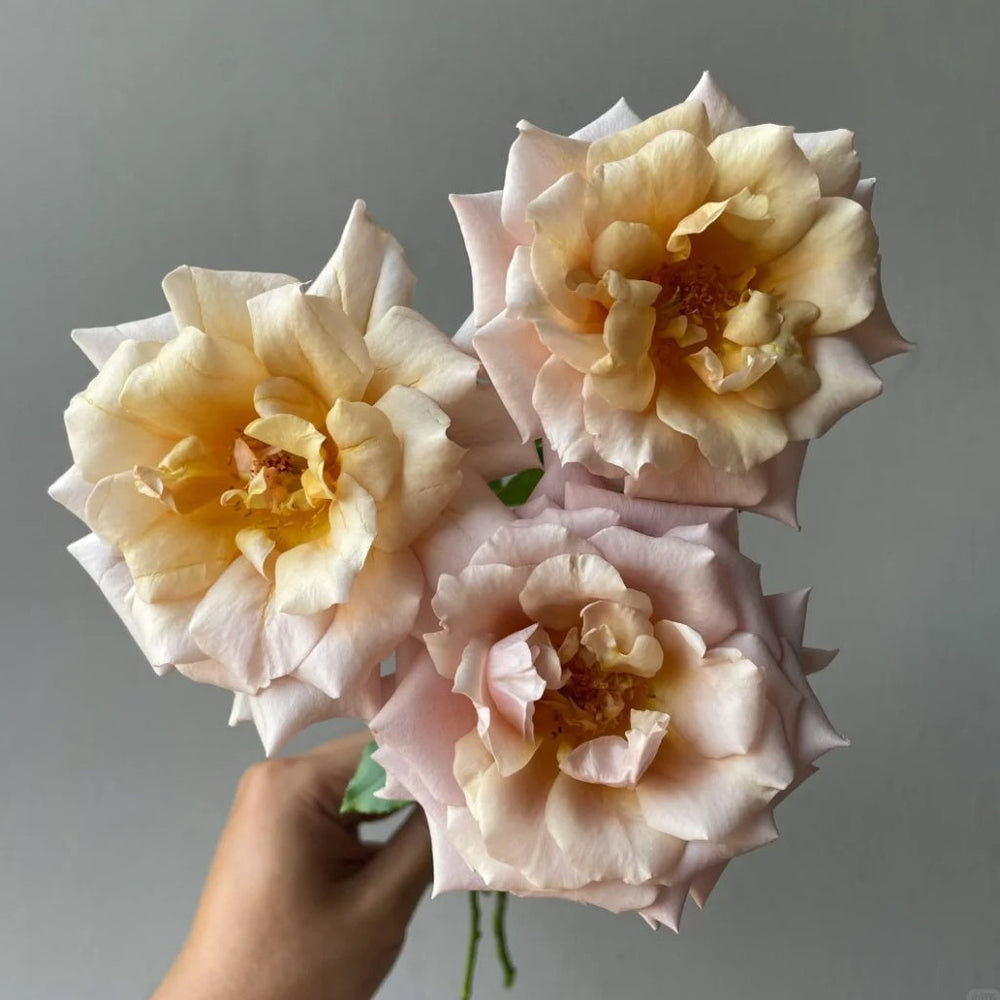 Tresor Rose