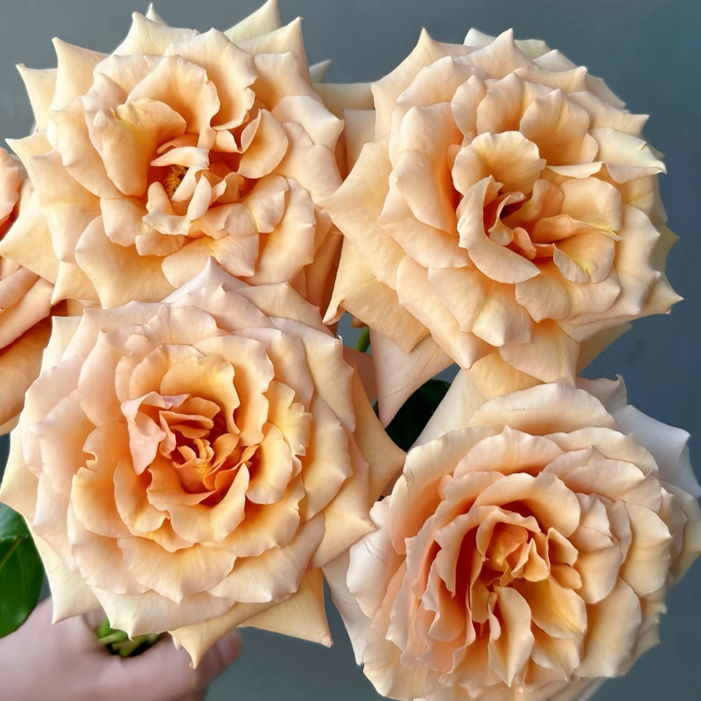 Tresor Rose