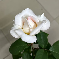 Trésor du Jardin Rose