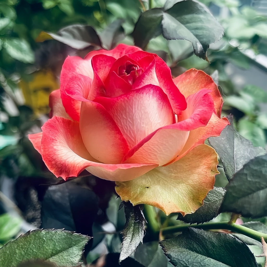 Tsar Rose