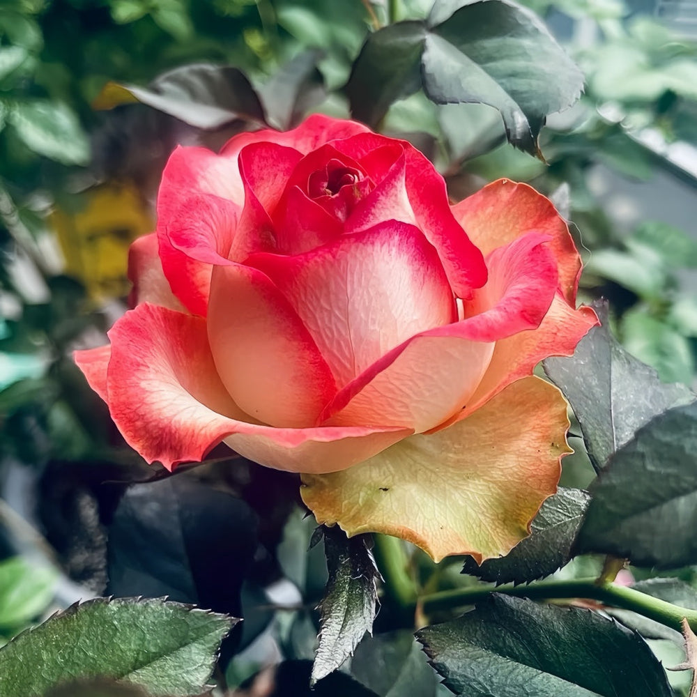 Tsar Rose