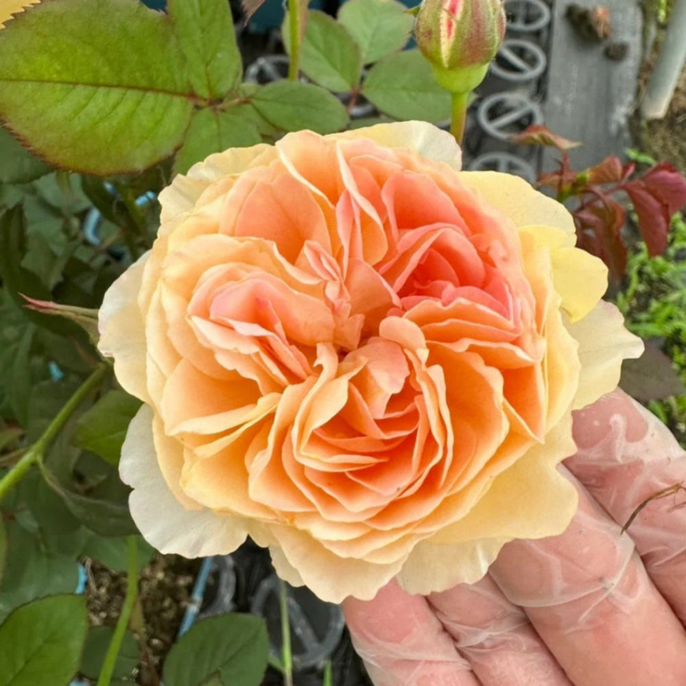 Tsukitohana Rose