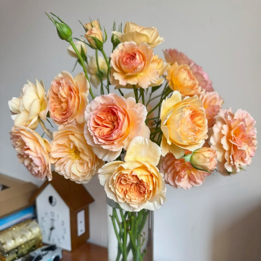 Tsukitohana Rose