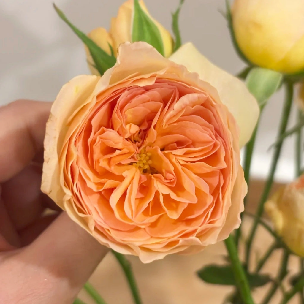 Tsukitohana Rose