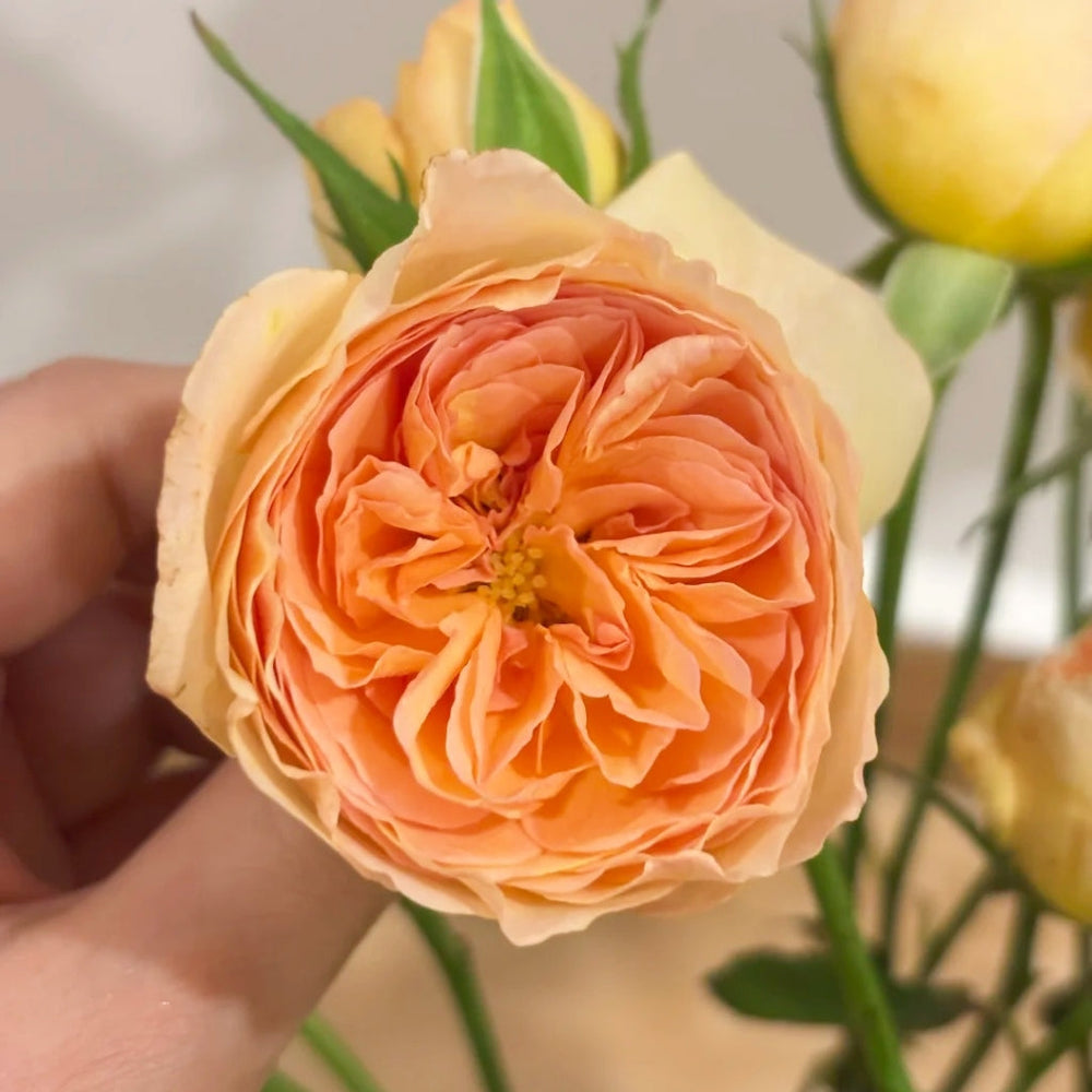 Tsukitohana Rose