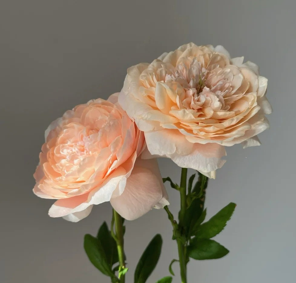 Tsumugi Rose