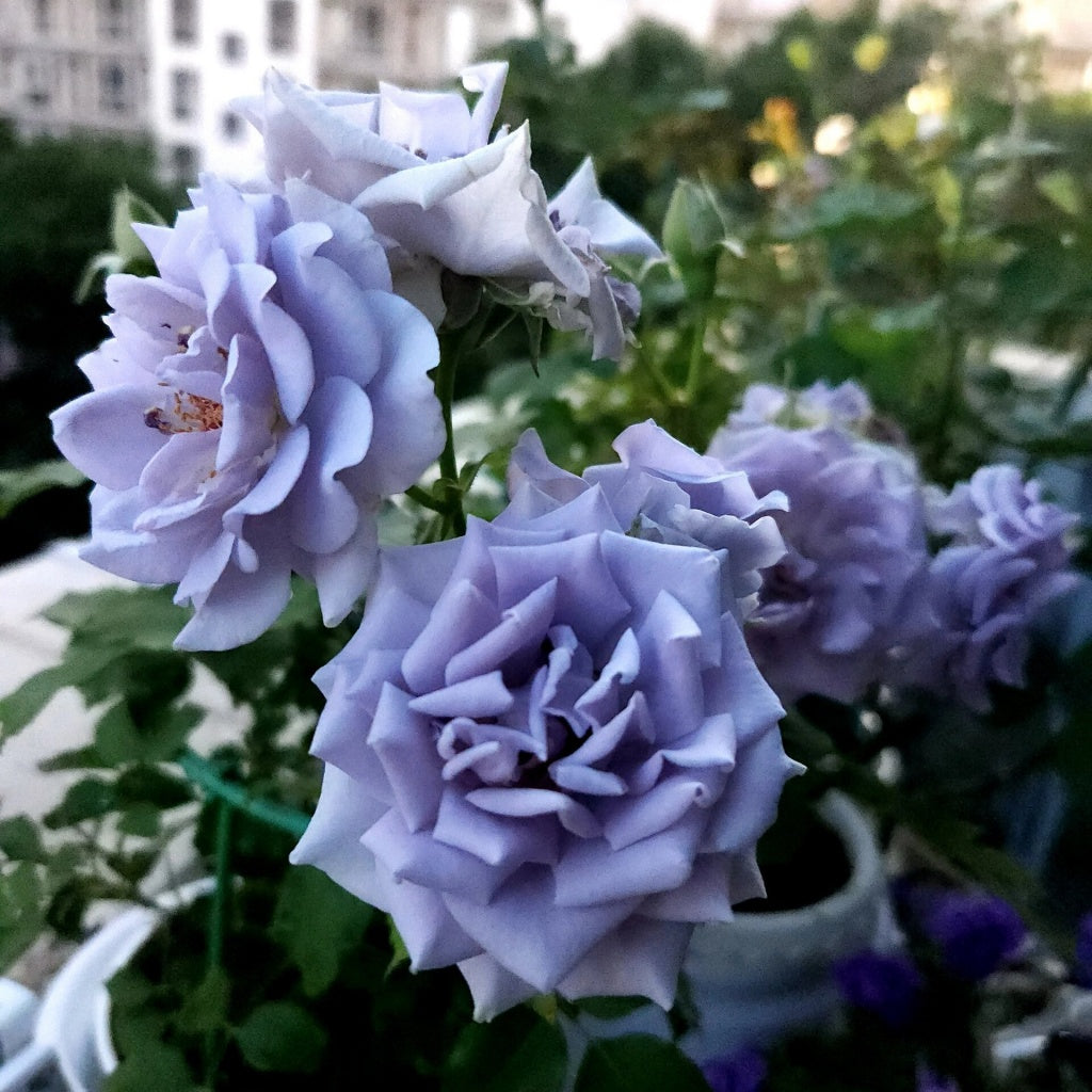 Turn Blue Rose