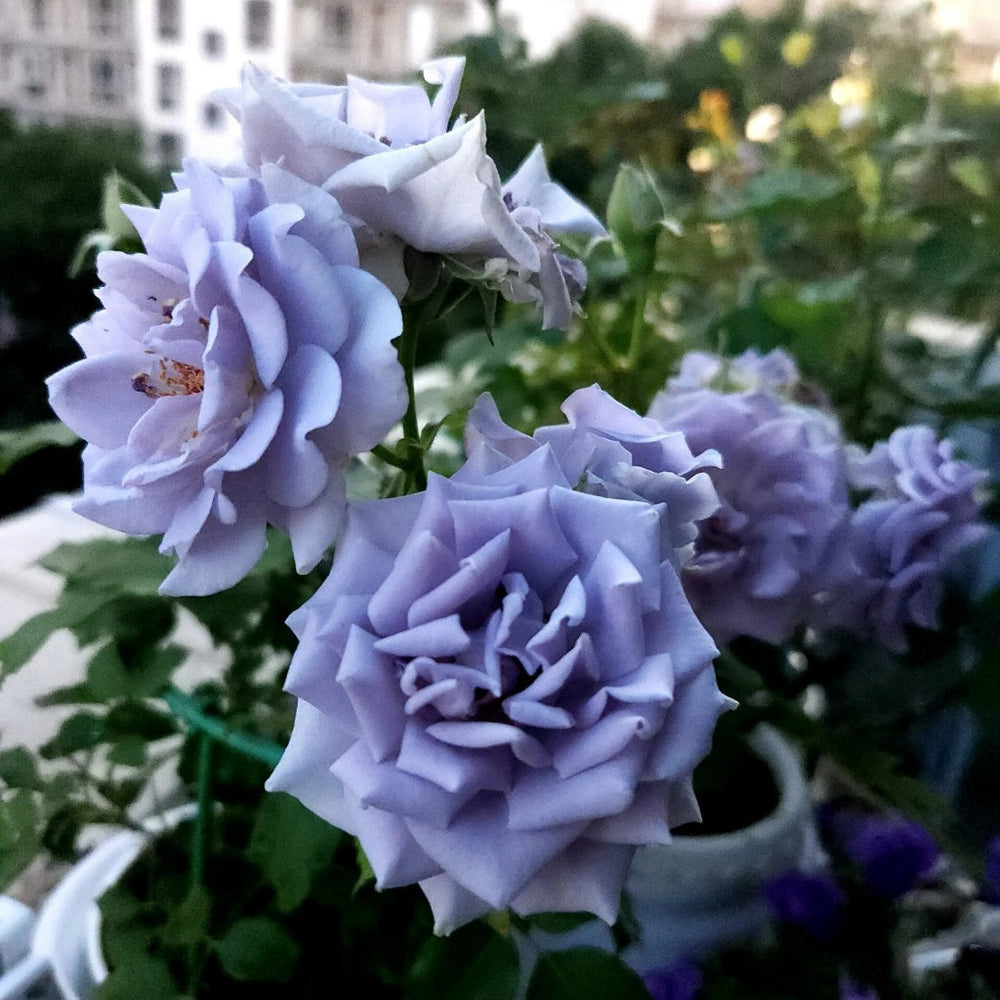 Turn Blue Rose