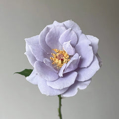 Turn Blue Rose