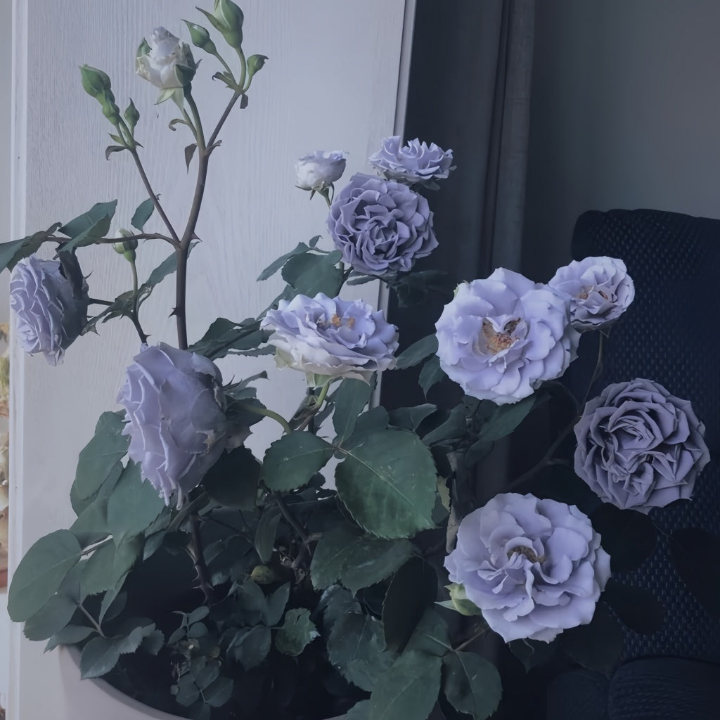 Turn Blue Rose