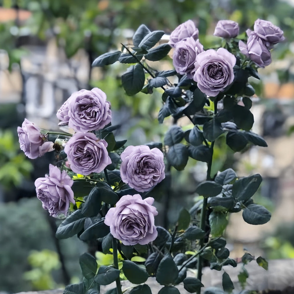 Turn Blue Rose