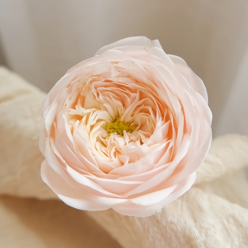 VIP New SPS Rose