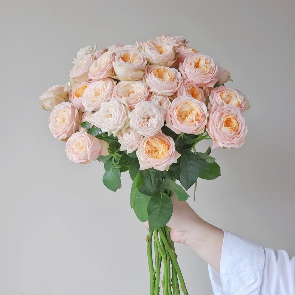 VIP New SPS Rose
