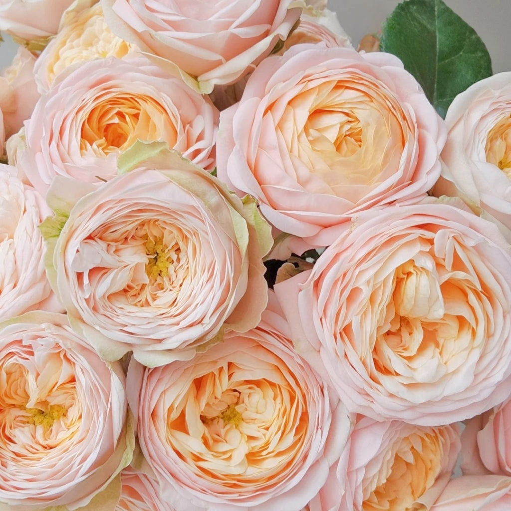 VIP New SPS Rose
