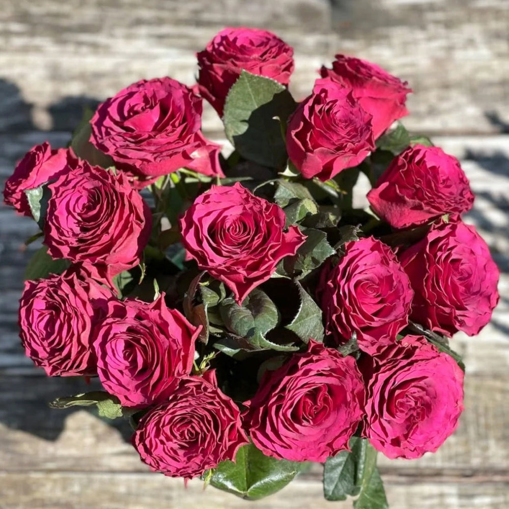 Venturoso Rose