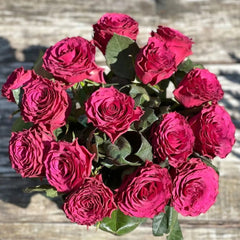 Venturoso Rose
