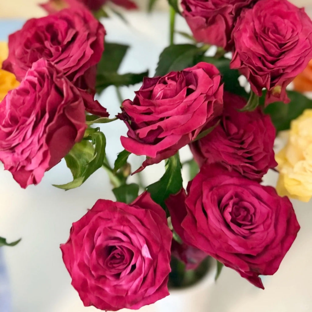 Venturoso Rose