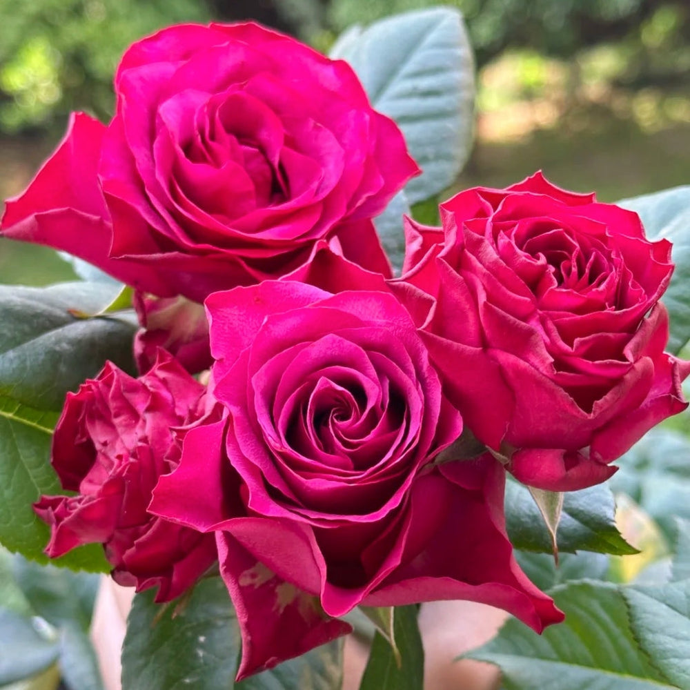 Venturoso Rose
