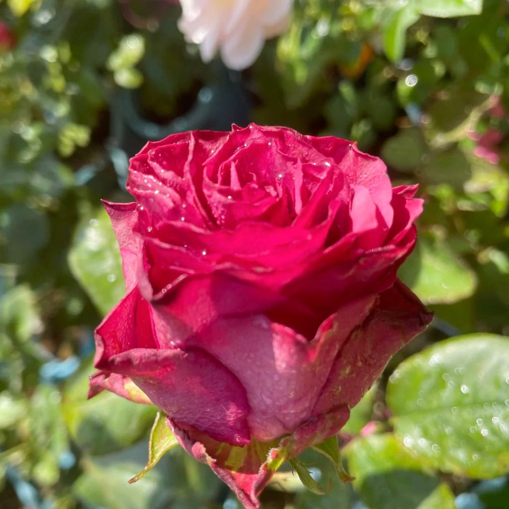 Venturoso Rose