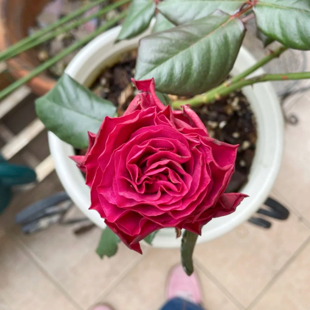 Venturoso Rose