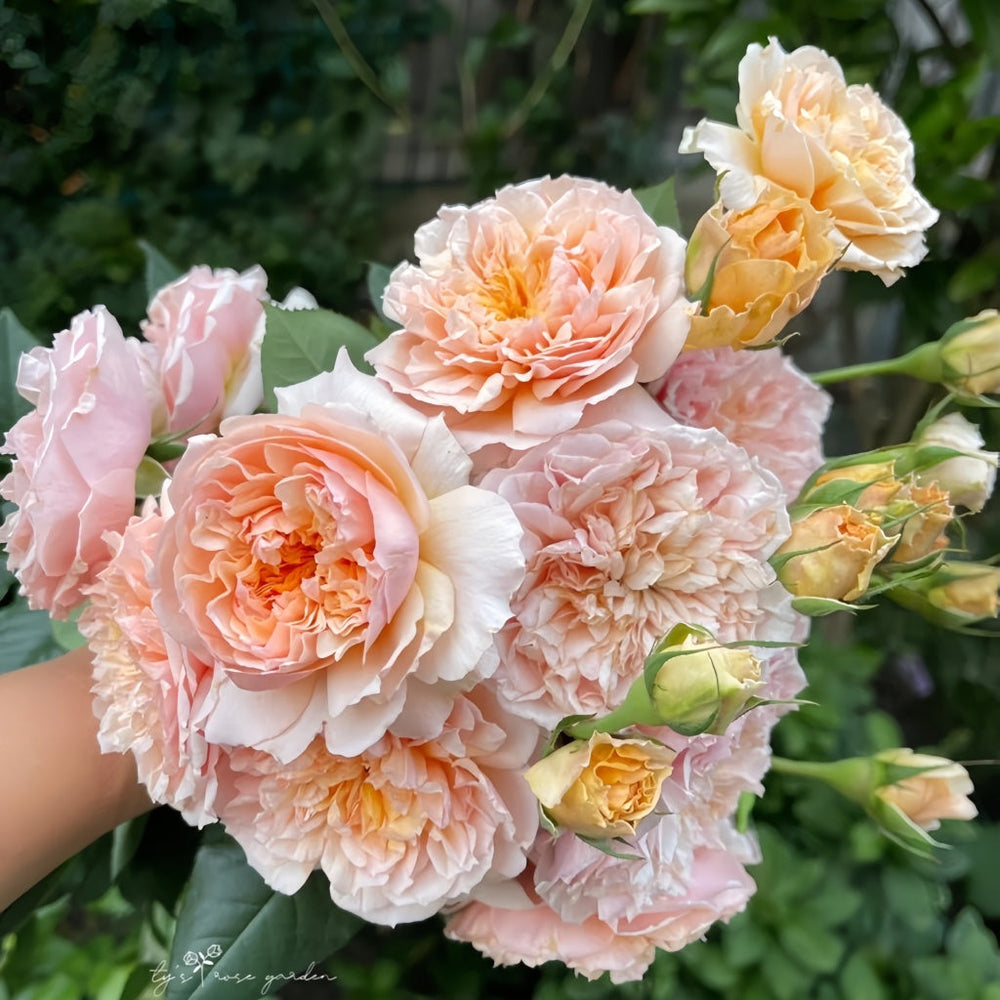 Versigny Rose