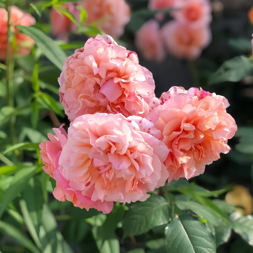 Versigny Rose