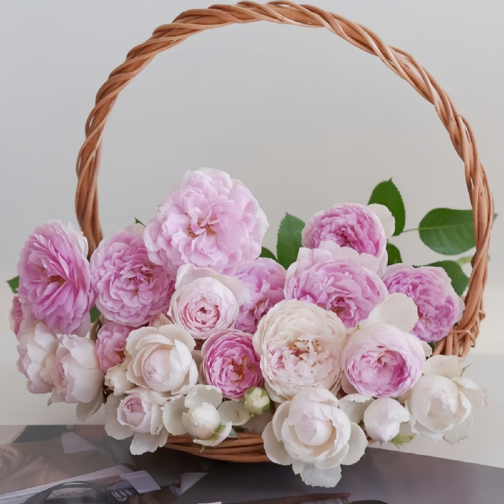 Vesalius Rose