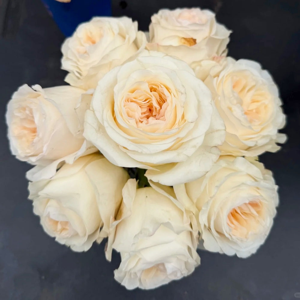 Vicky Garden Rose