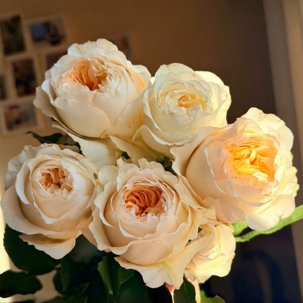 Vicky Garden Rose