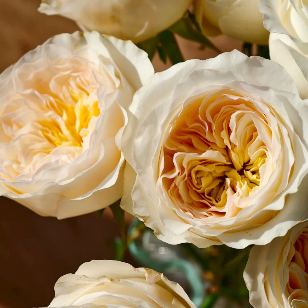 Vicky Garden Rose