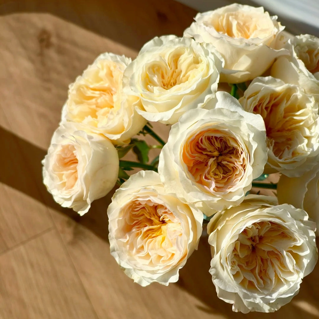 Vicky Garden Rose