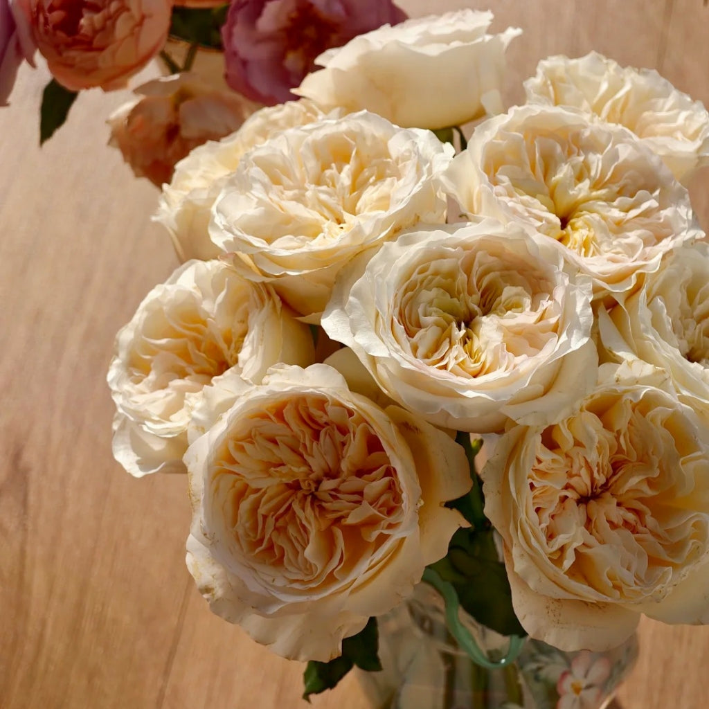 Vicky Garden Rose
