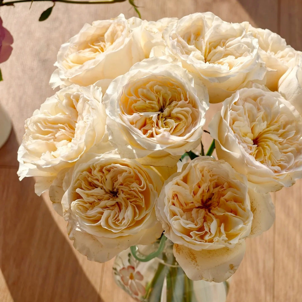 Vicky Garden Rose